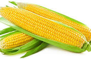 Top Maize exporter from Tamil Nadu: