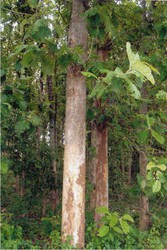 An Acre of Teak woods for Sale urgently near Tirukovilur