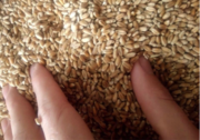 Wheat,  3 Grade