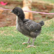 Kadaknath Poultry Farm , KB Livestock Farm,  kadaknath chicken for sell