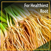 Best Products For Better Root Development : Azospirilum