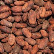 Natural dried cocoa seed 