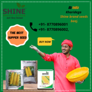 BEST QUALITY AND TOP BRAND SEEDS AVAILABLE IN SHINE BRAND SEEDS.